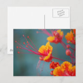 Carte Postale Oiseau du paradis mexicain rouge (Devant / Derrière)