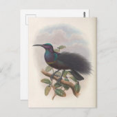 Carte Postale Oiseau du Paradis par John Gould, Illustration d'o (Devant / Derrière)