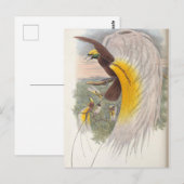 Carte Postale Oiseau du Paradis par John Gould, Illustration d'o (Devant / Derrière)