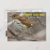 Carte Postale Oiseau du Vermont Hermite Thrush (Devant / Derrière)