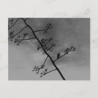 Oiseau éffrayant sur limbe Noir et Blanc