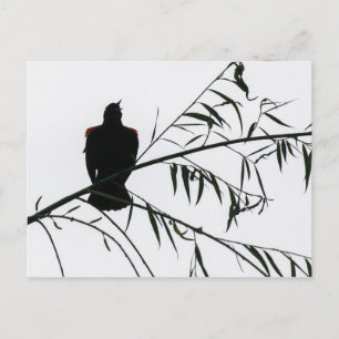 Carte Postale Oiseau En Chanson