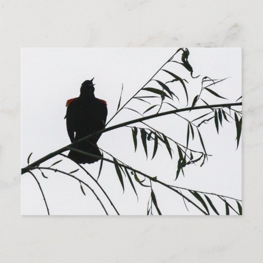 Carte Postale Oiseau En Chanson (Devant)