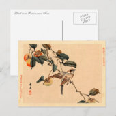 Carte Postale Oiseau en PersimmonTree (Devant / Derrière)