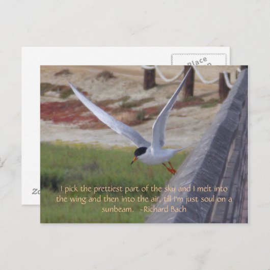 Carte Postale Oiseau en vol (Devant / Derrière)