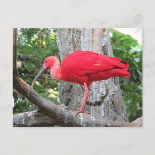 Carte Postale Oiseau exotique rouge de spatule rose