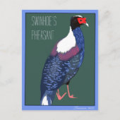 Carte Postale Oiseau -- Faisan de Swinhoe (Devant)