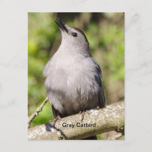 Carte Postale Oiseau gris (Devant)