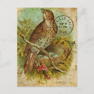 Carte Postale Oiseau Grive Vintage