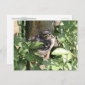 Carte postale Oiseau Grumpy (Devant / Derrière)