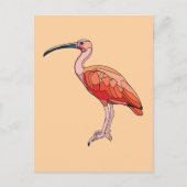 Carte Postale Oiseau Ibis Scarlet (Devant)