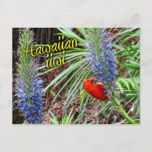 Carte Postale Oiseau iiiwi hawaïen se nourrissant de Lobelia gra