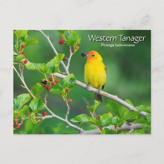 Carte Postale Oiseau jaune de l'Ouest Tanager (Devant)