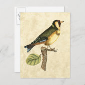 Carte Postale Oiseau jaune et vert perché sur une petite branche (Devant / Derrière)