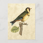 Carte Postale Oiseau jaune et vert perché sur une petite branche (Devant)