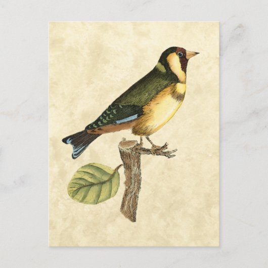 Carte Postale Oiseau jaune et vert perché sur une petite branche (Devant)