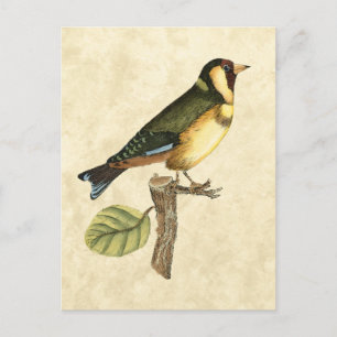 Carte Postale Oiseau jaune et vert perché sur une petite branche