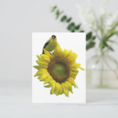 Carte Postale Oiseau jaune sur tournesol jaune. (Debout devant)