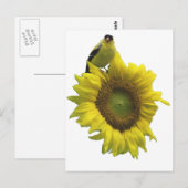 Carte Postale Oiseau jaune sur tournesol jaune. (Devant / Derrière)