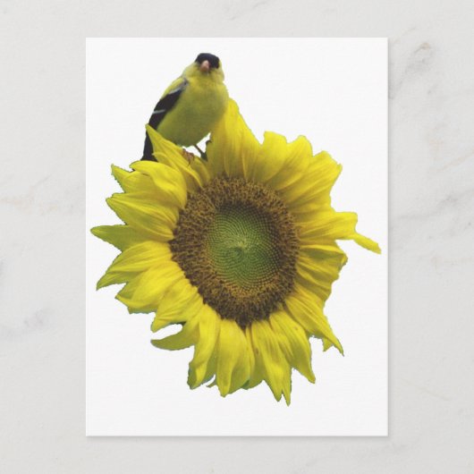 Carte Postale Oiseau jaune sur tournesol jaune. (Devant)