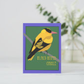 Carte Postale Oiseau - Loriot à gorge noire (Debout devant)
