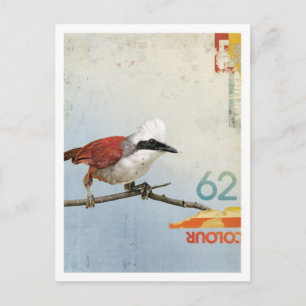 Carte Postale Oiseau no 3