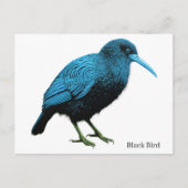 Carte Postale Oiseau noir (Devant)