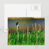 Carte Postale Oiseau noir à ailes rouges (Devant / Derrière)