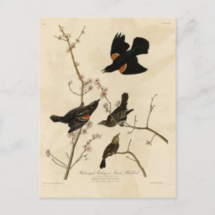 Carte Postale Oiseau noir à ailes rouges - Oiseaux d'Amérique d'