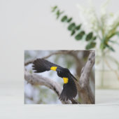 Carte Postale Oiseau noir à épaulettes en vol (Debout devant)