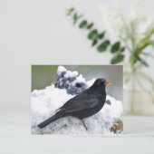 Carte Postale Oiseau noir dans la neige (Debout devant)