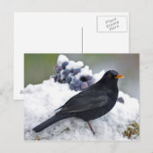 Carte Postale Oiseau noir dans la neige (Devant / Derrière)