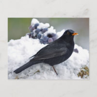 Oiseau noir dans la neige