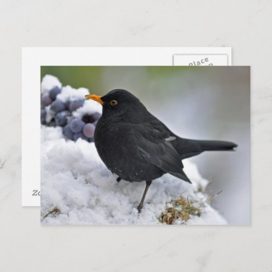 Carte Postale Oiseau noir dans la neige (Devant / Derrière)