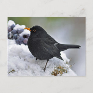 Carte Postale Oiseau noir dans la neige