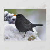 Carte Postale Oiseau noir dans la neige (Devant)