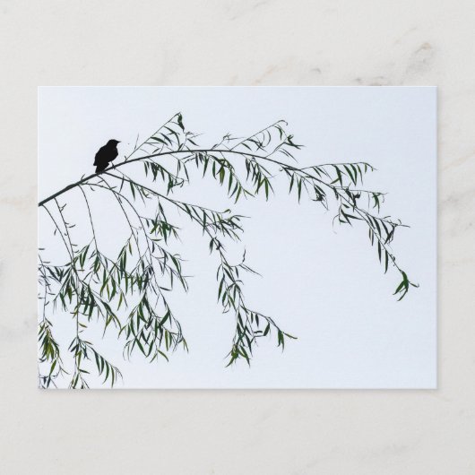 Carte Postale Oiseau noir sur saule (Devant)