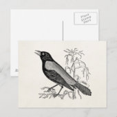 Carte Postale Oiseau noir vintage rouillé corbeau - Oiseaux Rétr (Devant / Derrière)