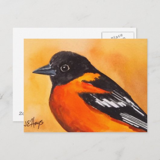 Carte postale Oiseau Oriole Baltimore (Devant / Derrière)