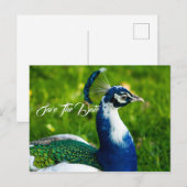 Carte postale oiseau paon Enregistrez la date (Devant / Derrière)