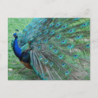 Oiseau paradisiaque de paon gracieux