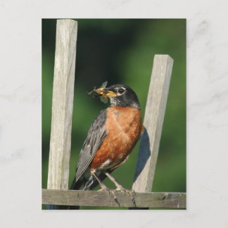 Carte Postale Oiseau précoce