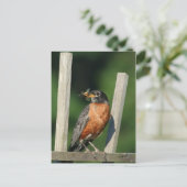 Carte Postale Oiseau précoce (Debout devant)