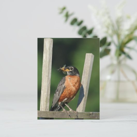 Carte Postale Oiseau précoce (Debout devant)