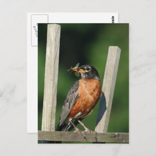 Carte Postale Oiseau précoce (Devant / Derrière)