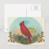Carte Postale Oiseau rouge (Devant / Derrière)