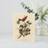 Carte Postale Oiseau rouge d'été (Tanager) Audubon Oiseaux d'Amé (Debout devant)