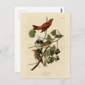 Carte Postale Oiseau rouge d'été (Tanager) Audubon Oiseaux d'Amé (Devant / Derrière)