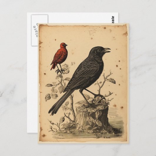 Carte Postale Oiseau Rouge et Corbeau de Style Ancien (Devant / Derrière)
