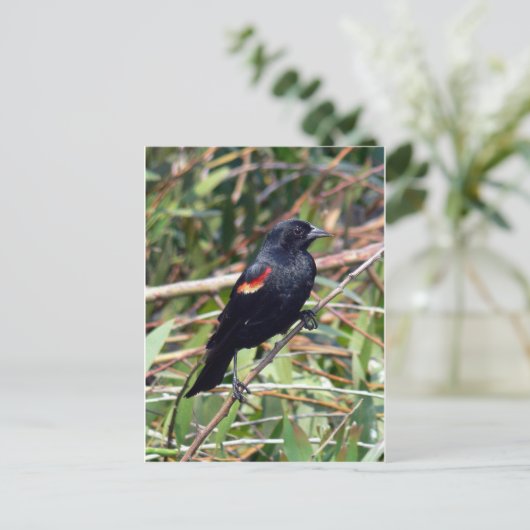 Carte Postale Oiseau roux (Debout devant)